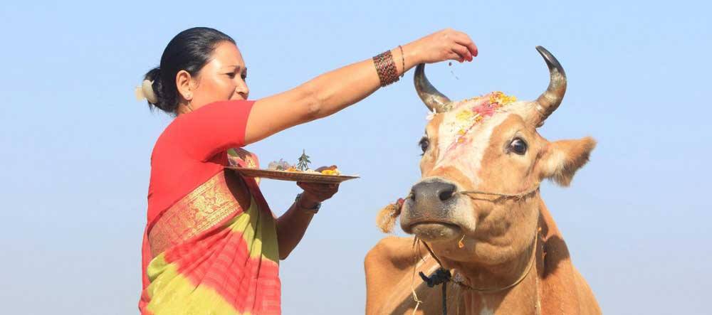 आज यमपञ्चकको तेश्रो दिन ,गाईको पुजा गरिँदै