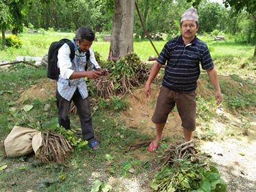 कन्चनका पशुपालक कृषकका लागि डाले घाँस वितरण