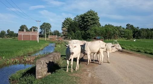 छाडा चौपायाका कारण स्थानीय तनावमा