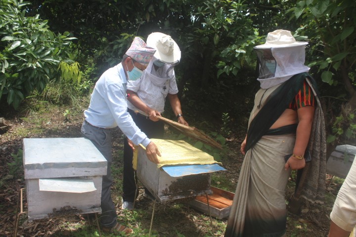 कञ्चनको हिमालयन हनिकम मौरी पकेट मौरी पालन सिकाई केन्द्रको रुपमा बिकास हुदै