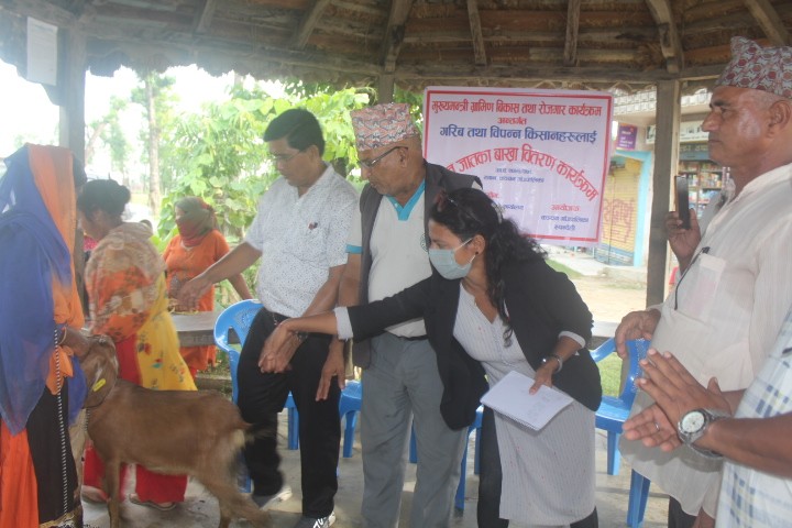 मुख्यमन्त्री ग्रामिण बिकास अन्तर्गत कञ्चनमा बिपन्न परिवाहरुलाई बाख्रा वितरण