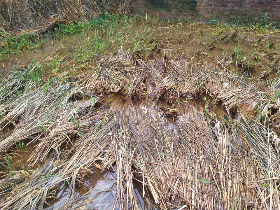 किसानलाई क्षतिपूर्ति दिन राष्ट्रिय किसान आयोगको आग्रह