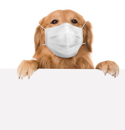 घरपालुवा कुकुरमा पनि देखियो कोभिड