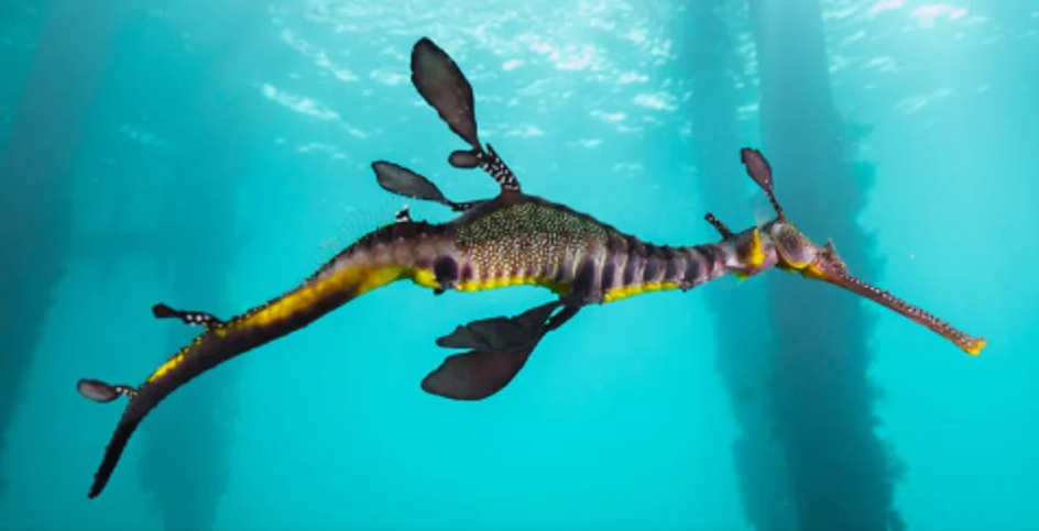 १८ करोड वर्ष पुरानो समुन्द्री ड्रायगनको ३० फिट लामो कंकाल भेटियो