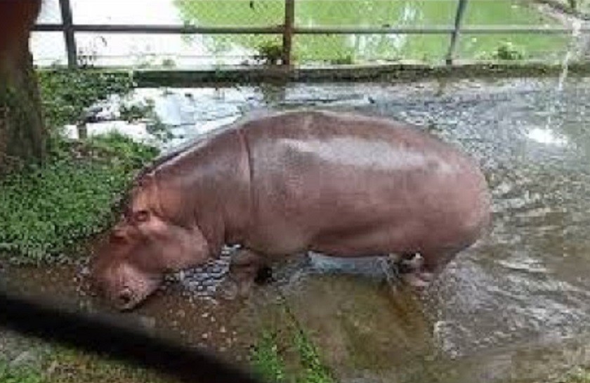 जल गैंडाले आवाजकै आधारमा साथी र शत्रुलाई छुट्याउन सक्छन् : अध्ययन