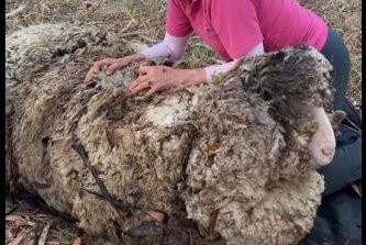 ६ वर्षसम्म जंगलमा हराएको भेडाको शरीरमा थुप्रियो ४० किलो ऊन