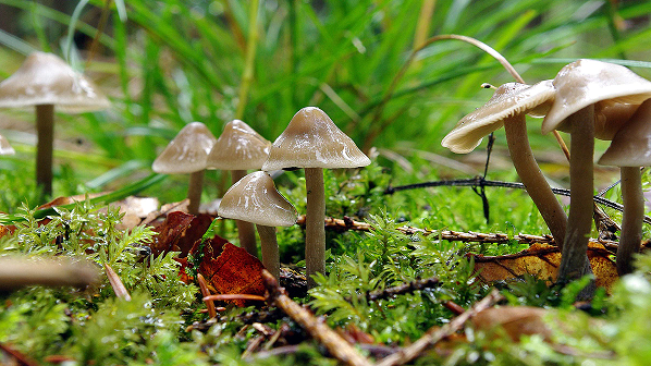 असममा विषालु च्याउ खाँदा ३५ जना बिरामी, १३ को मृत्यु