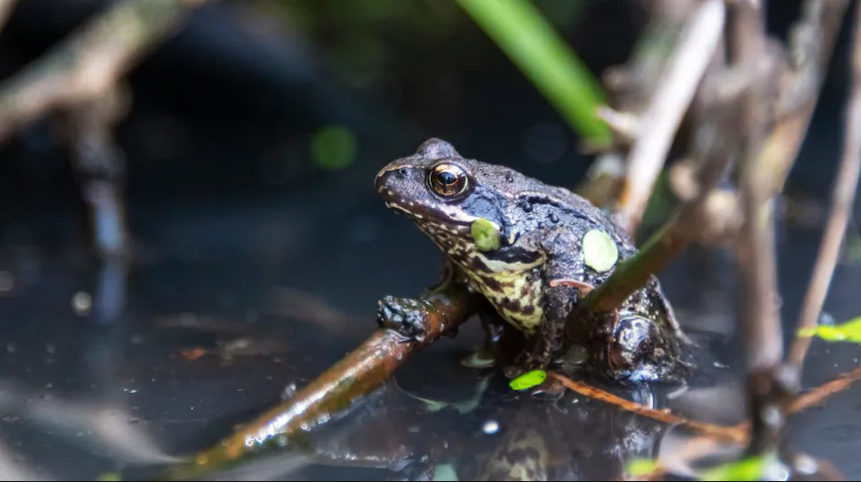 खाल्डोमा प्राचिन भ्यागुताका ८००० हड्डी भेटिए, वैज्ञानिक चकित