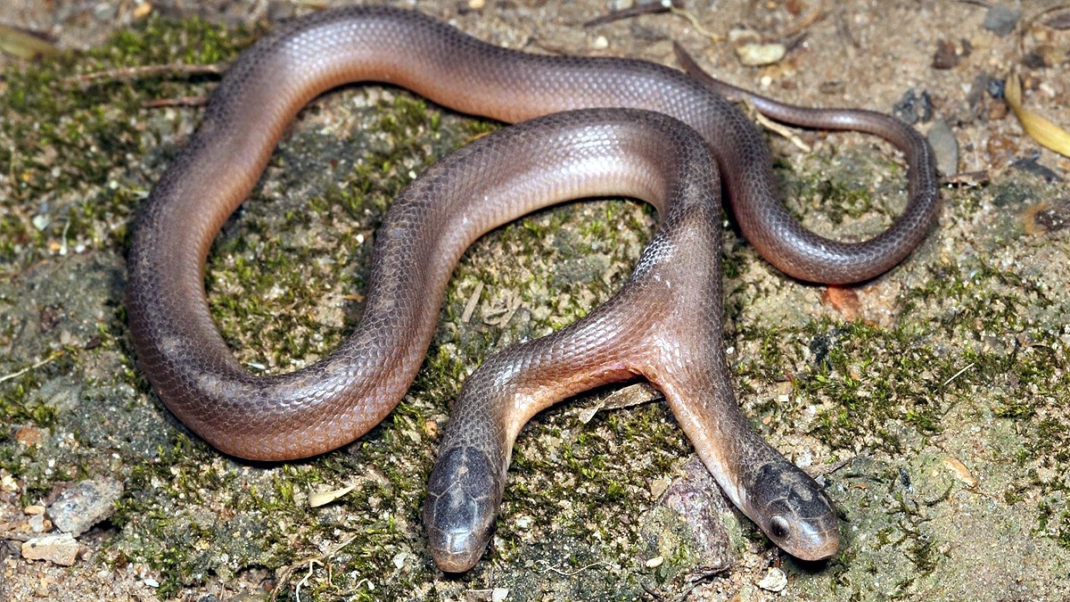 दुईवटा टाउको भएको दुर्लभ सर्प अफ्रिकामा भेटियो