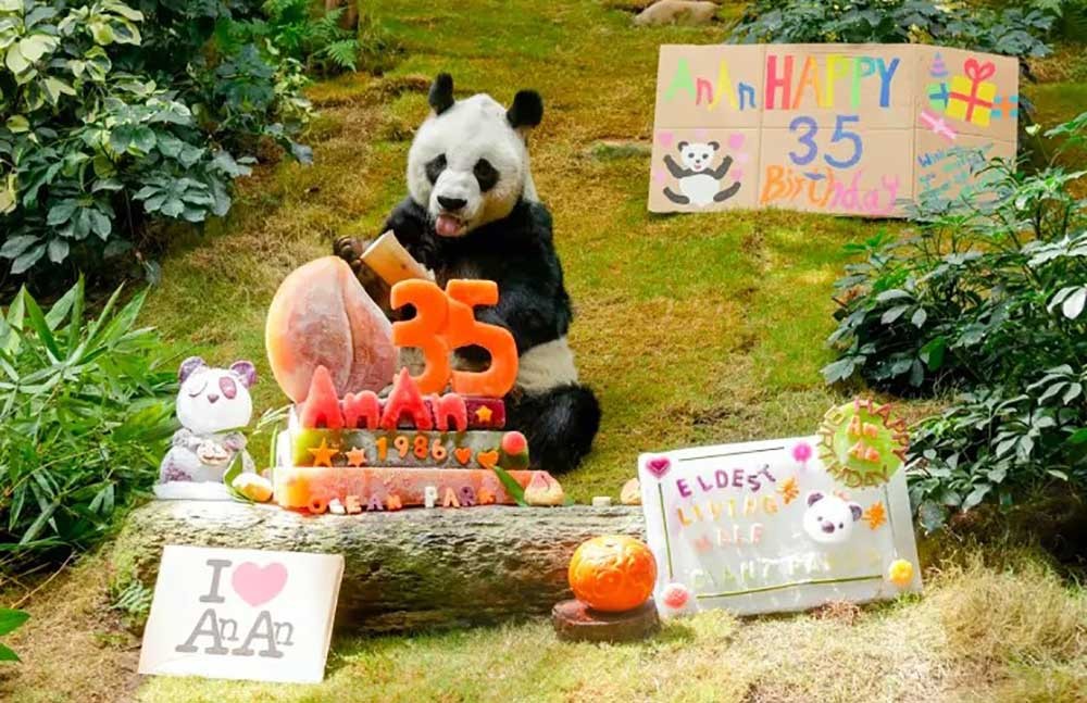 संसारकै सबैभन्दा वृद्ध पाण्डाको ३५ वर्षको उमेरमा मृत्यु