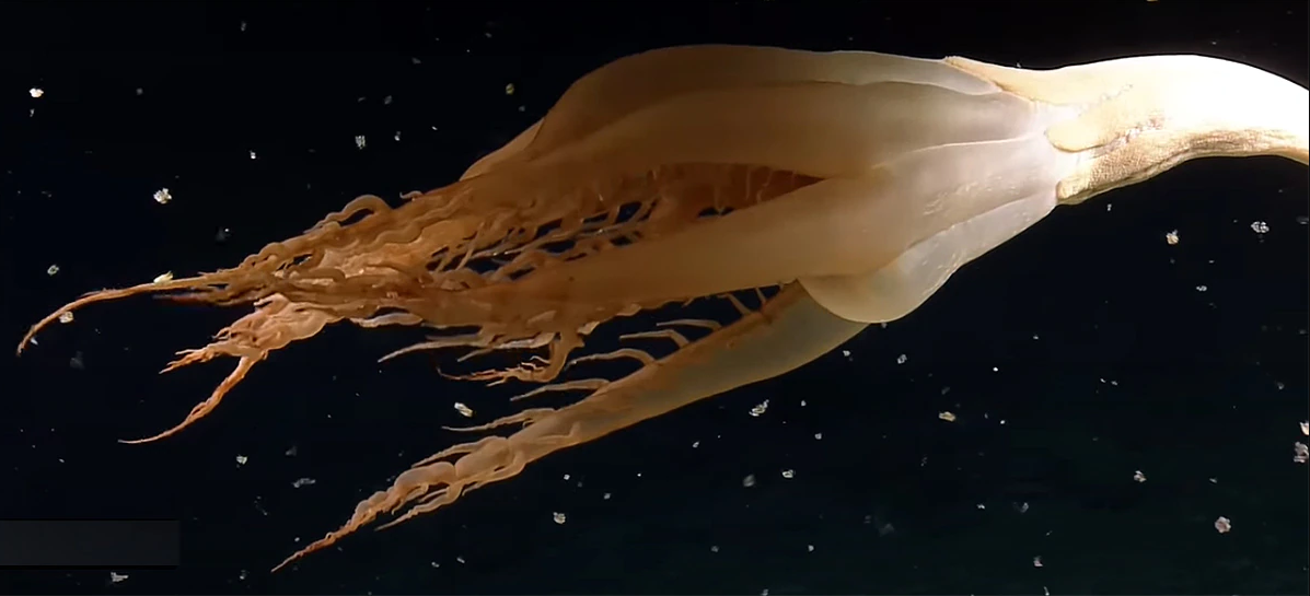 भेटियो यस्तो अचम्मको जीव, वैज्ञानिक समेत चकित!