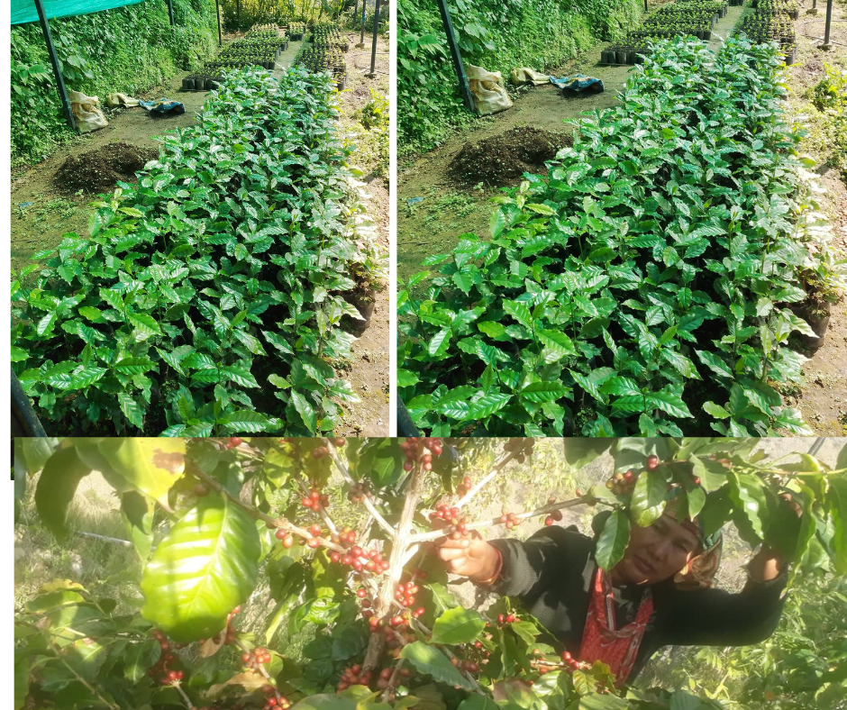 गुल्मीको ठुलोलुम्पेकमा कफी प्रशोधन उद्योग सञ्चालन शुरु