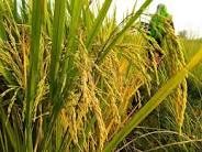 सरकारले धानको न्यूनतम समर्थन मूल्य तोक्यो