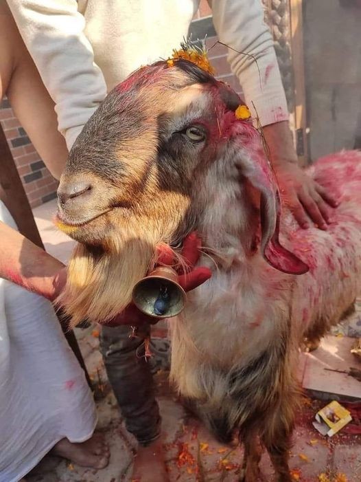 बलीप्रथा त्याग्दै बोकालाई घण्टी बाँधेर छाडियो
