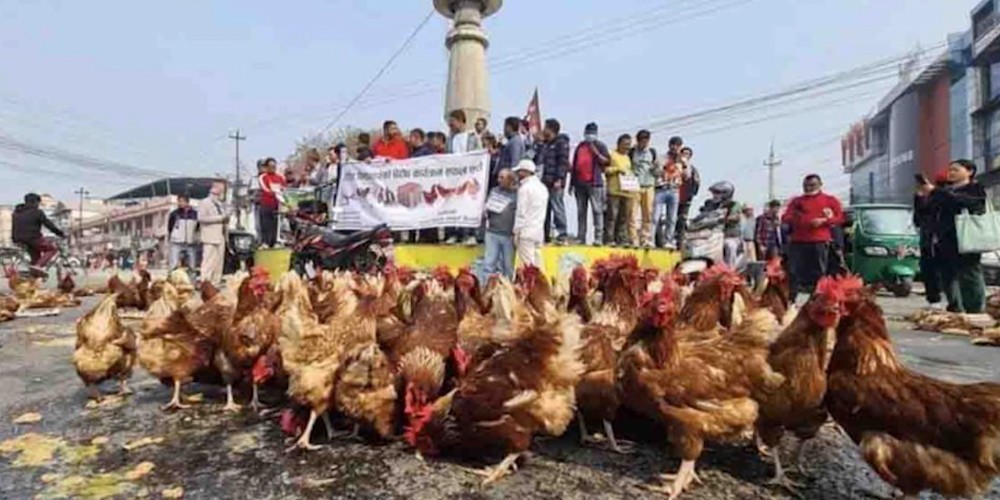 उचित मूल्य नपाएको भन्दै झापाका कृषकले अण्डा र कुखुरा सडकमा फाले