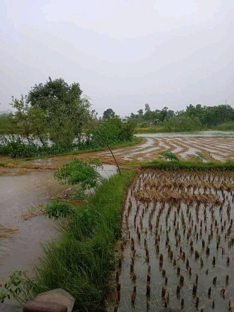 बेमौसमी बर्षा : कञ्चनमा करिब २२५२ हेक्टर क्षेत्रफलमा लगाईएको धानखेतीमा क्षती