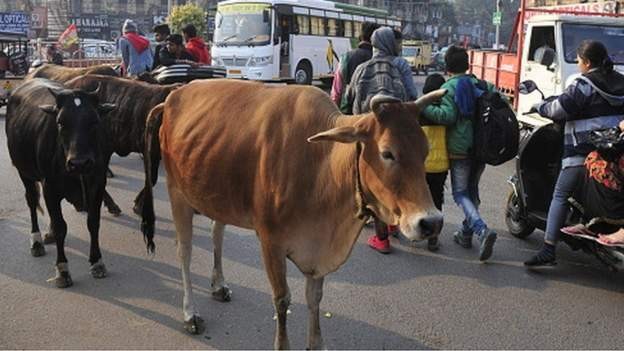 पशुधनमा फंगल संक्रमण: प्रकार र रोकथाम