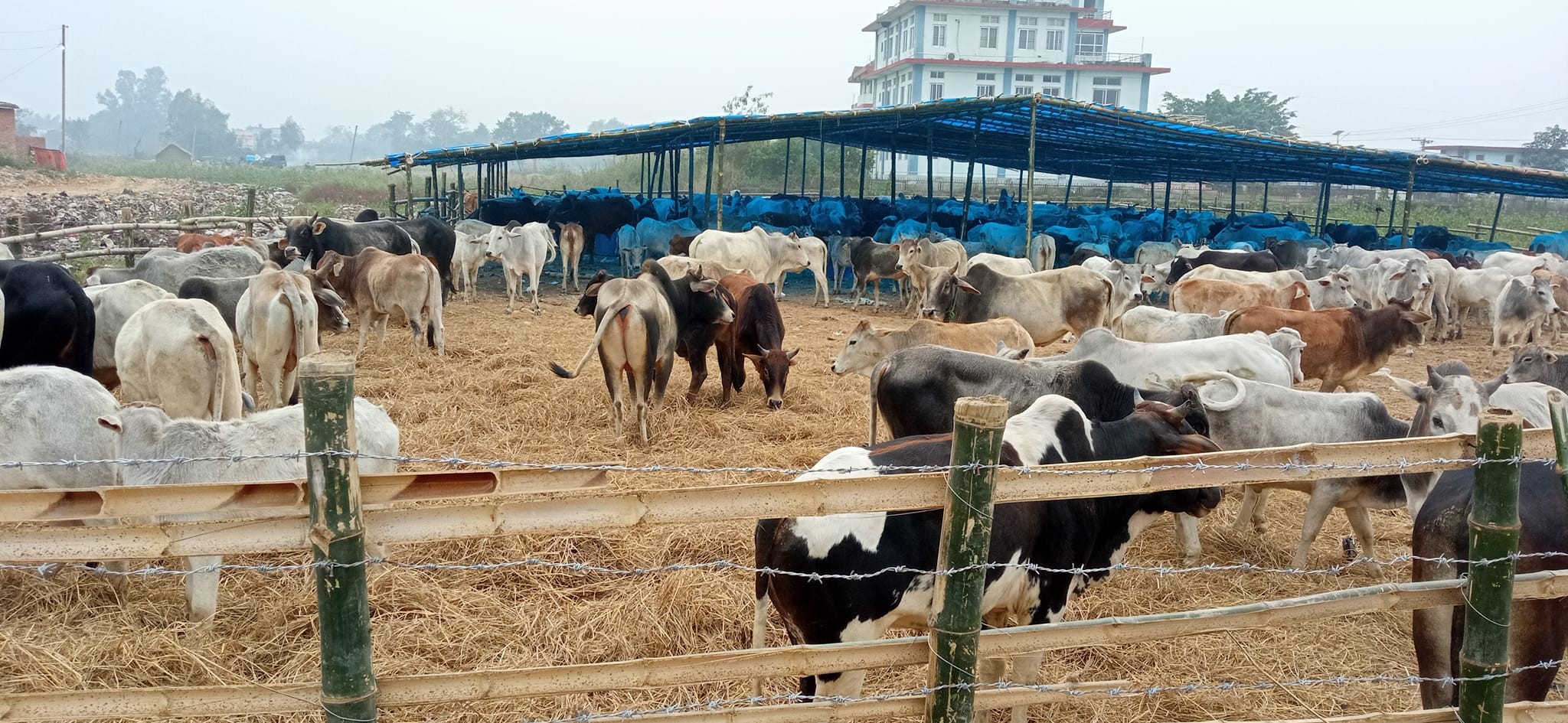 पशु कल्याण  पशु चिकित्सा सेवा र विश्व पशु दिवस