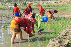देशमा मल कारखाना कहिले खोल्ने ?