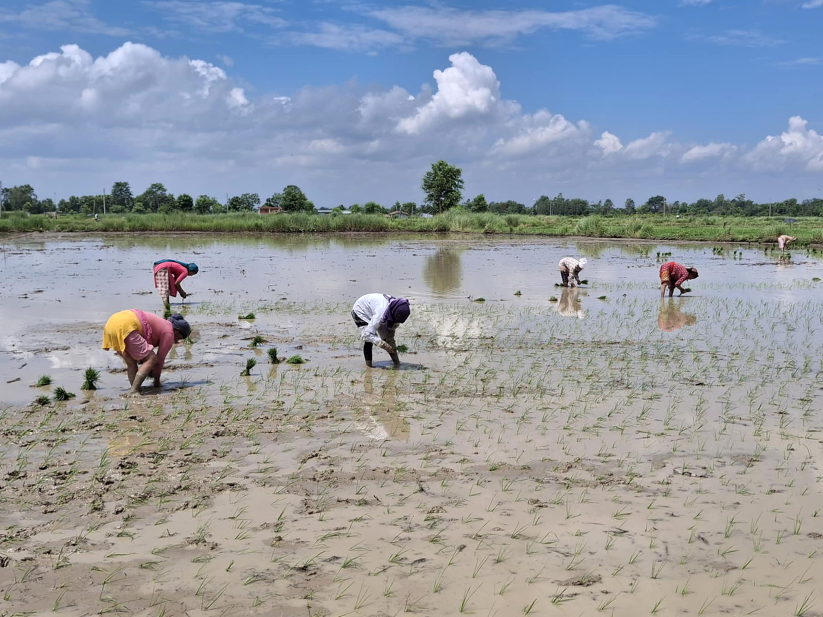 राष्ट्रिय धान दिवस र दही चिउरा : कृषकहरूको श्रम र सम्मानसँग जोडिएको उत्सव