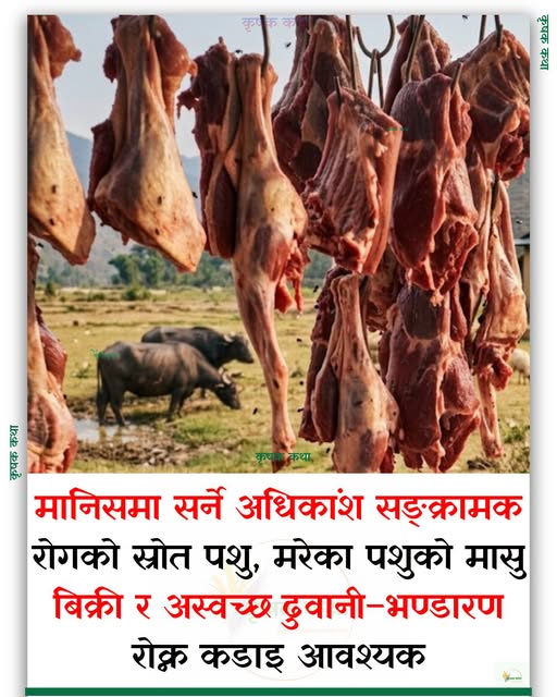 प्राविधिकलाई अधिकार नदिए मासु जाँच ऐन कार्यान्वयन नहुने