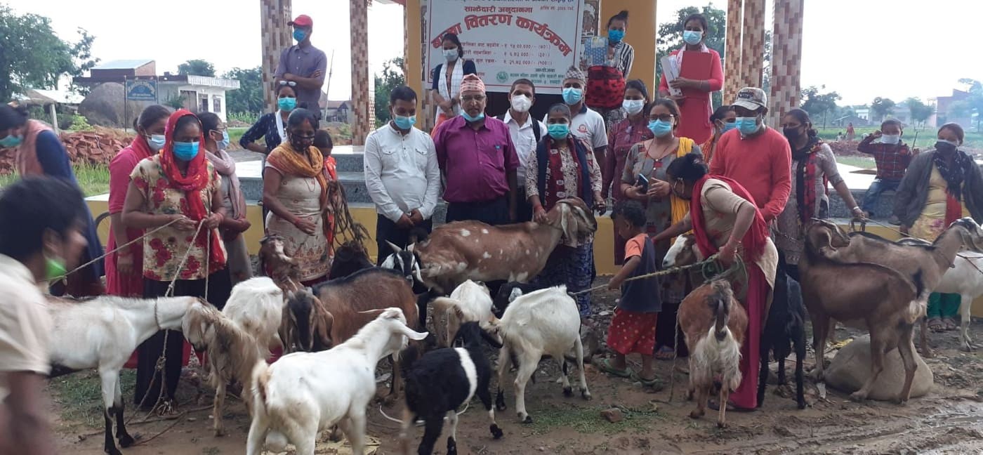 कञ्चनमा महिलाहरुलाई उधमशिल र आत्म निर्भर बनाउन उन्नत बाख्रा बितरण