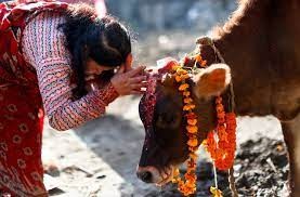 आज यमपञ्चकको चौँथो दिन : आज गाई, गोरु, गोवर्द्धन पुजा