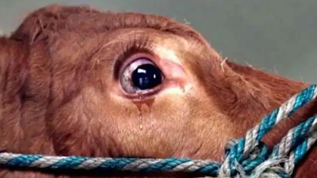 गाईले सुनको सिक्री निलेपछि !