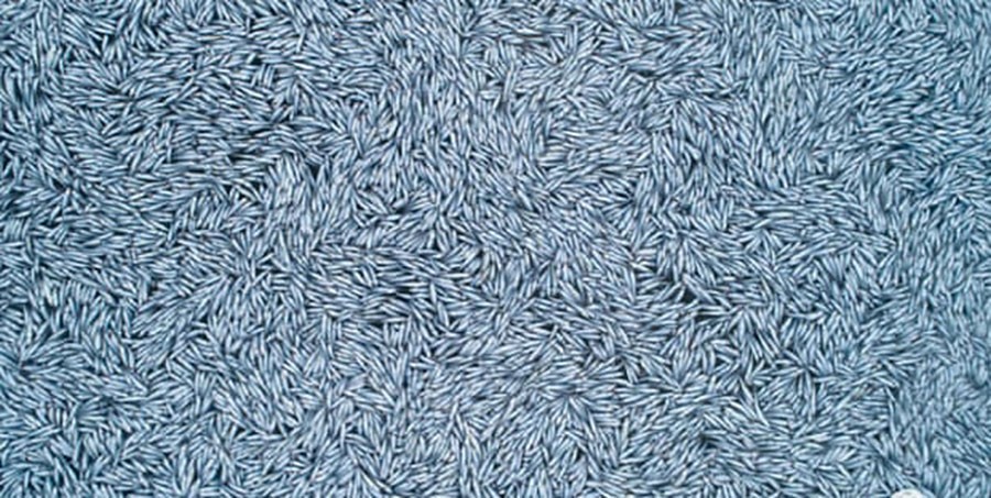 फ्रान्सेली तटछेउको आन्द्र महासागरमा एक लाखबढी मरेका माछा