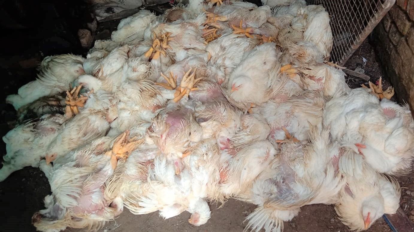 रुपन्देहीबाट २ लाख बढि मुल्यका अबैध ब्रोइलर कुखुरा बरामद