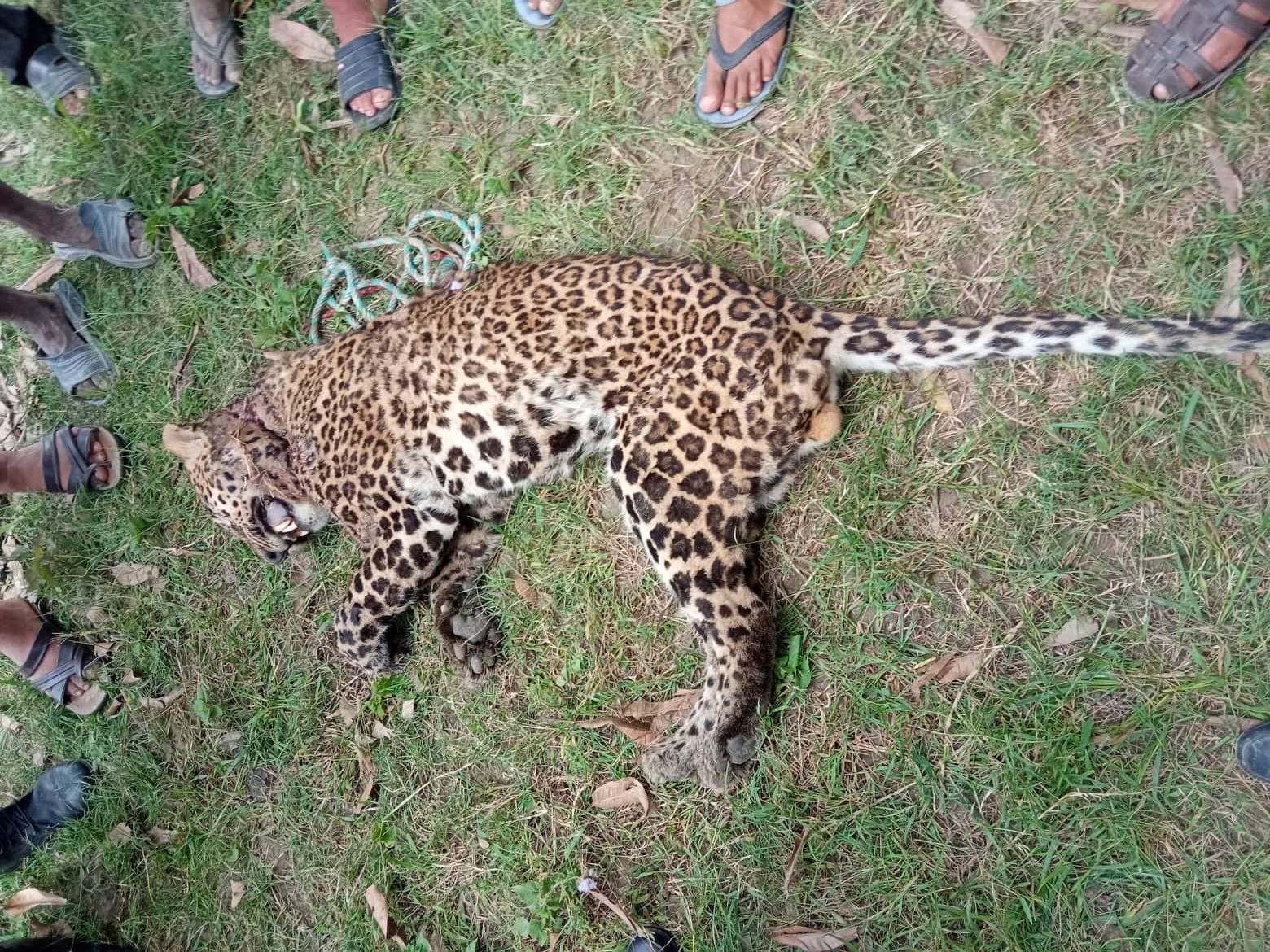 फायरलाइनको जंगलमा देखिएको भनिएको बाघ मृत अवस्थामा फेला