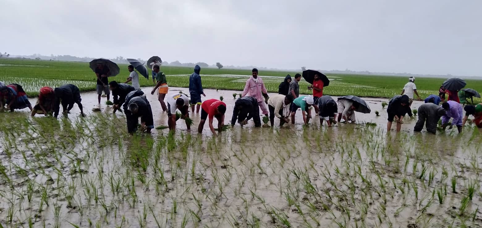आज असार १५ गते राष्ट्रिय धान दिवस, खेतमा रोपाई गरी दहीचिउरा खाएर मनाईयो