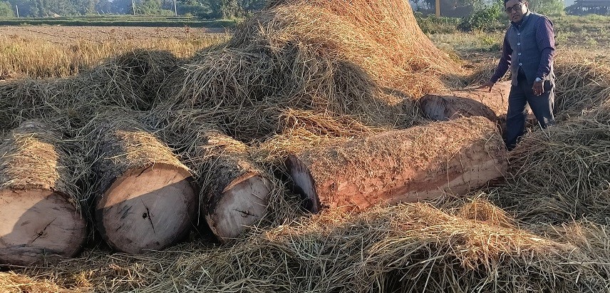 कञ्चनको दानापुरमा करिब १०५ क्युफिट कांचो सालको गोलिया बरामद