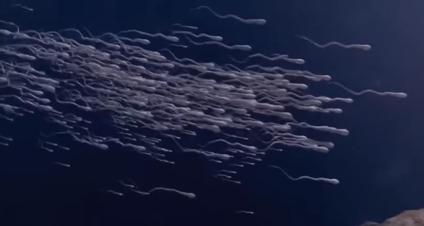 अध्ययनको निष्कर्ष : पुरुषको वीर्यमा शुक्रकीटको मात्रा ५१ प्रतिशतले घट्यो