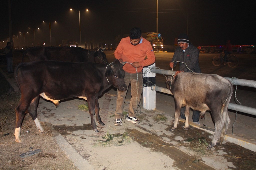 सिद्धार्थनगर–४ का जनप्रतिनिधिहरु छाडा चौपाया व्यवस्थापनमा अग्रसर