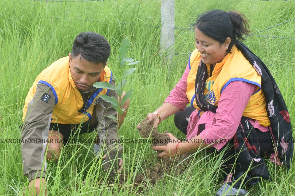 कञ्चन लायन्स क्लवद्वारा बृक्षारोपण कार्यक्रम सम्पन्न