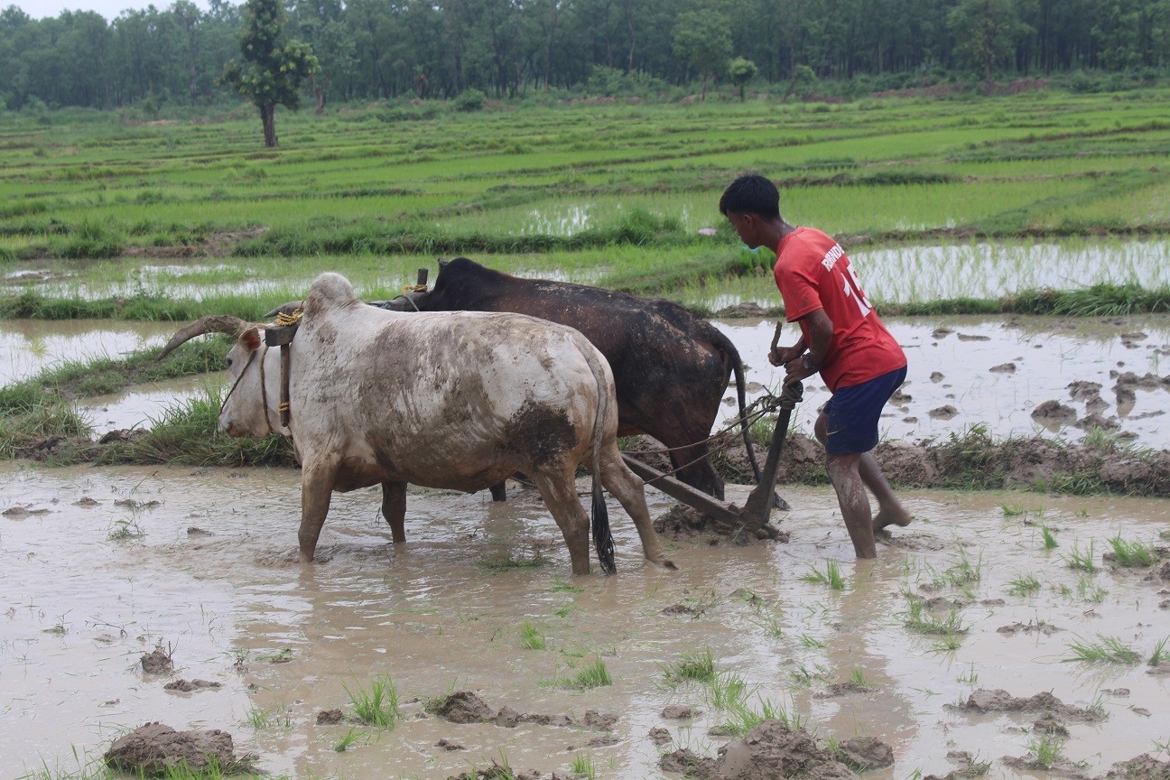 मायादेवीमा धान दिवस मनाइयो 