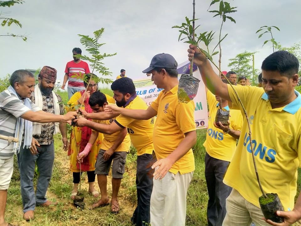 सैनामैनामा दुई लायन्स क्लबद्धारा बृक्षारोपण