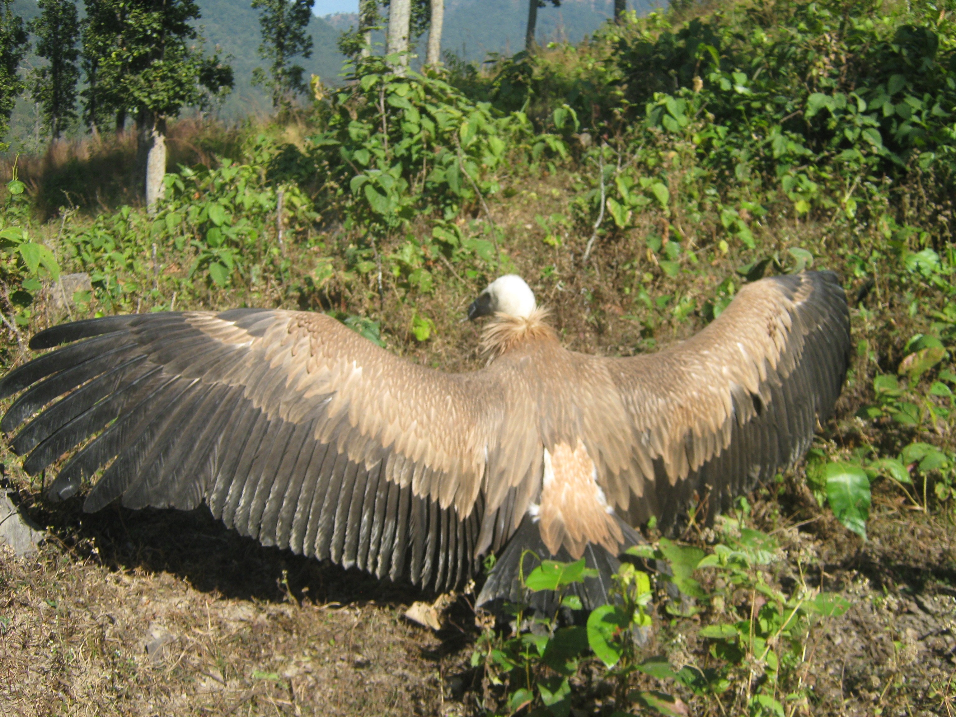 बाह्रौं अन्तराष्ट्रिय गिद्ध सचेतना दिवस र सान्दर्भिकता