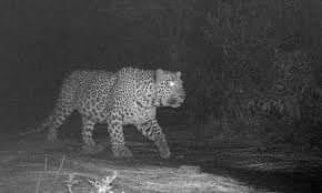 बाँकेमा बाघले मान्छे खायो