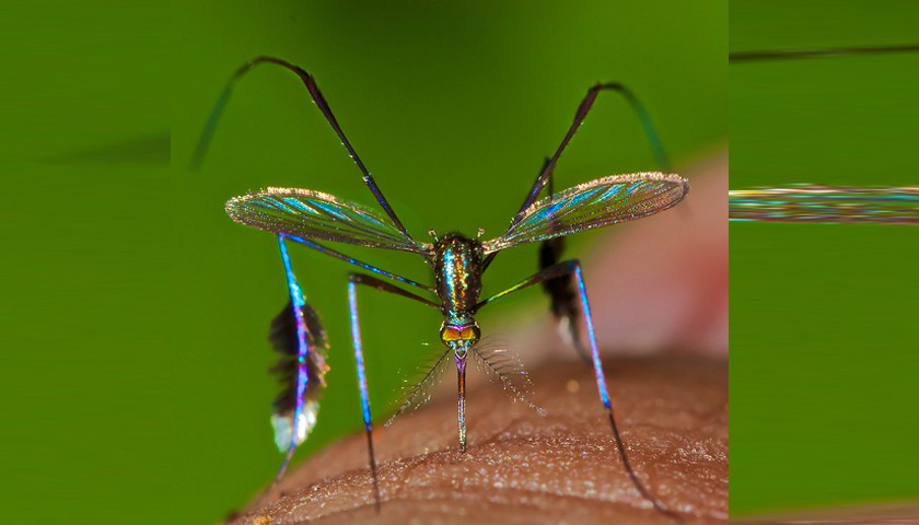 अमेरिकामा भेटियो सुन्दर लामखुट्टे !