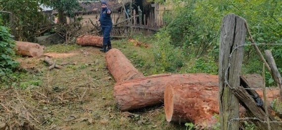 कञ्चनबाट  ४ लाख १५ हजार बराबरको ८३.३९ क्यूफिट अवैध सालको काठ बरामद