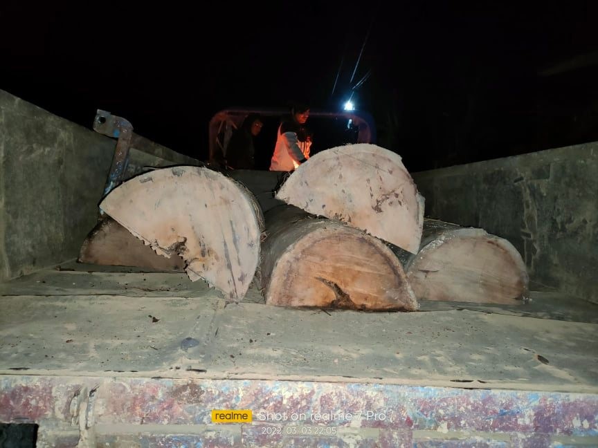 कञ्चन ५ बाट अबैध सालको काठ बरामद