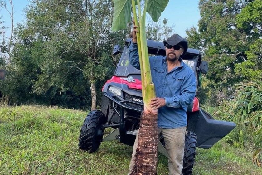 हवाईका किसानले फलाए ५० पाउन्डको कर्कलो