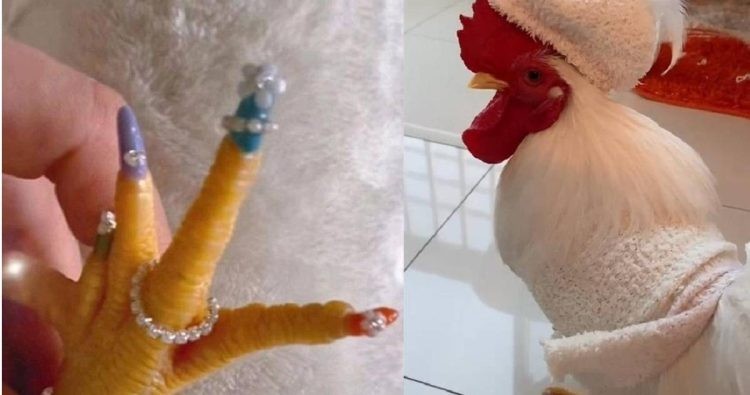 कुखुराको पेडिक्योर गरेपछि......