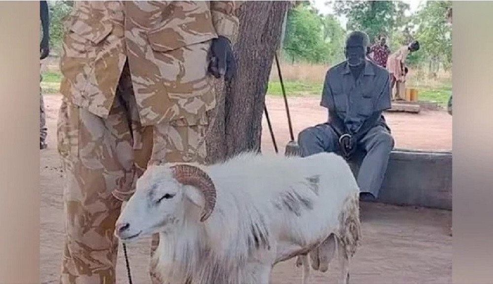 महिलाको मृत्युपछि भेडालाई ३ वर्ष जेल सजाय