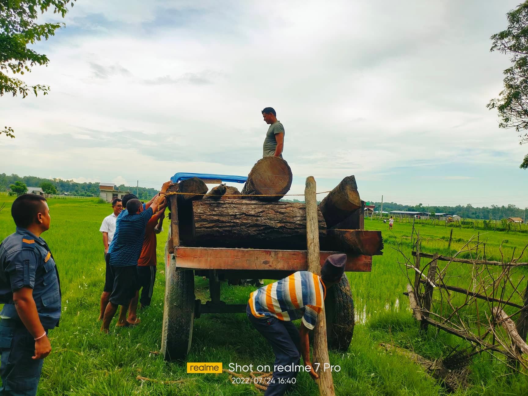 कञ्चनको पिपरीचापा डाडालाइनबाट ४२ क्युफिट अबैध सालको गोलिया बरामद
