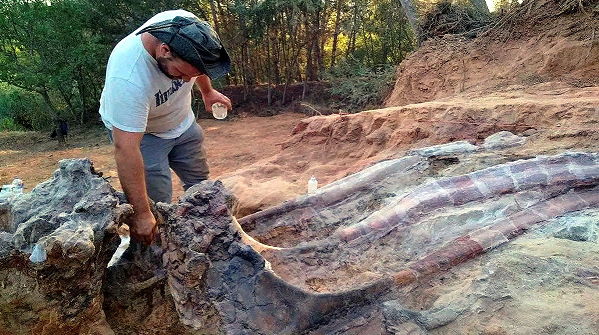 घर पछाडि भेटियो सर्वाधिक ठूलो डाइनासोरको अवशेष, पोर्चुगलका व्यक्ति चकित