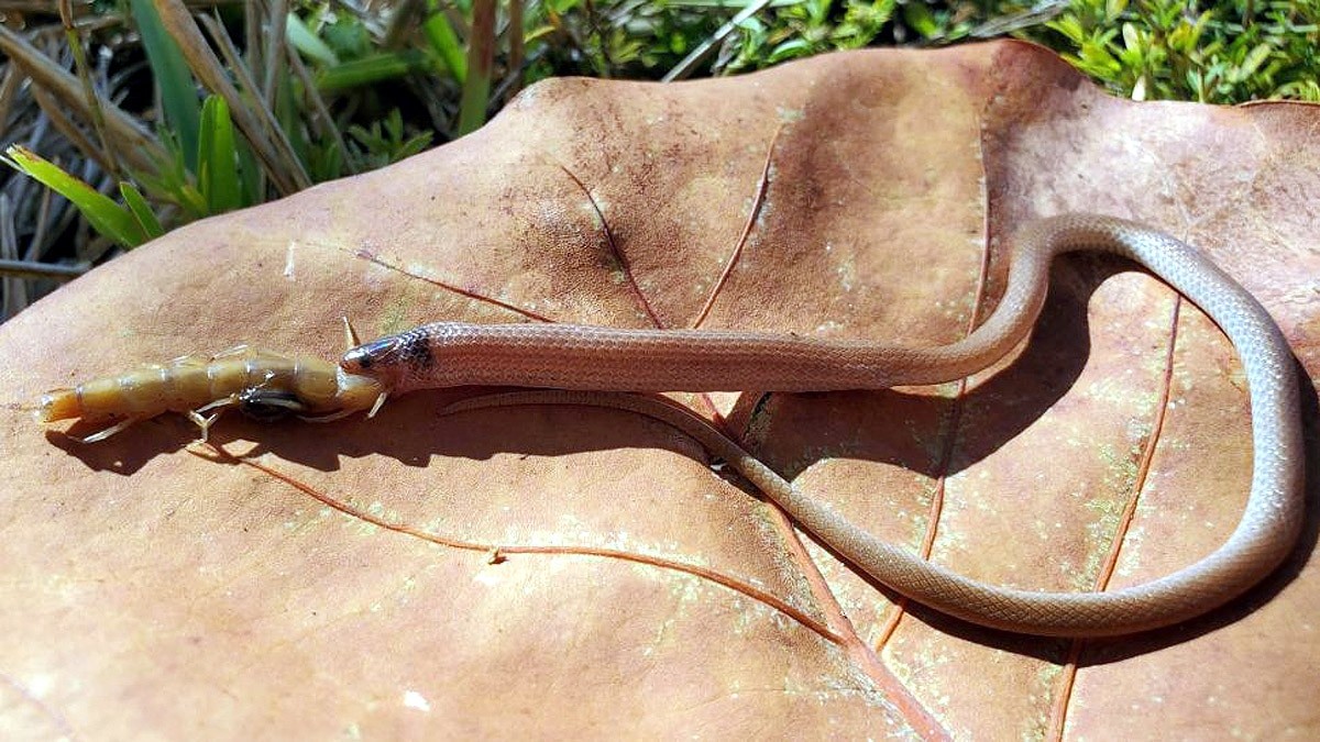 दुर्लभ सर्पले निल्यो खजुरो, मृत्युको कारण बारे अन्योल