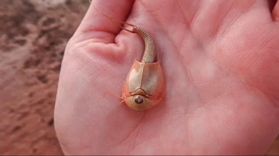 डाइनासोर युगभन्दा अघिको जीव धर्तीमा भेटियो, छन् तीनवटा आँखा !